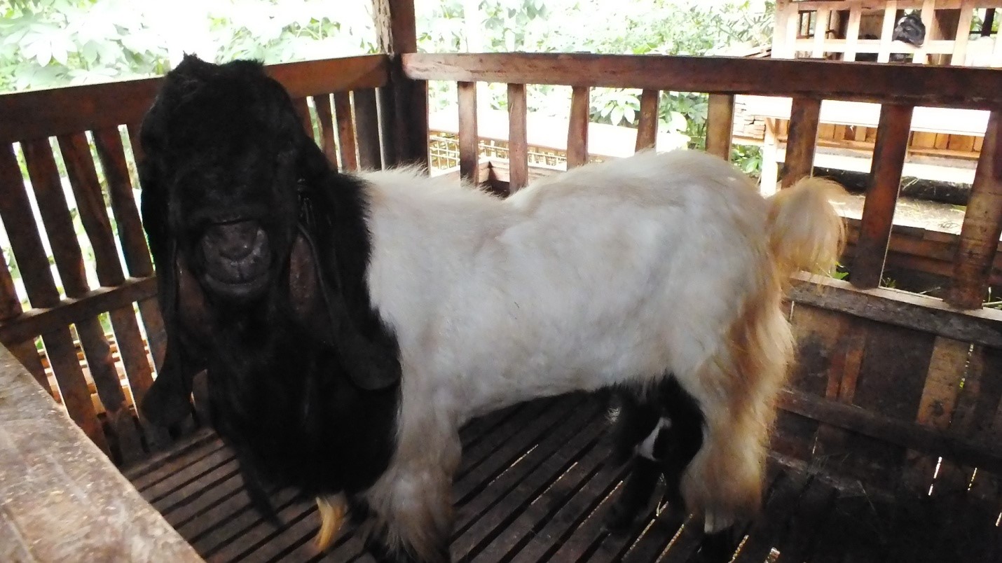 Mengenal Macam-Macam Susu Kambing?