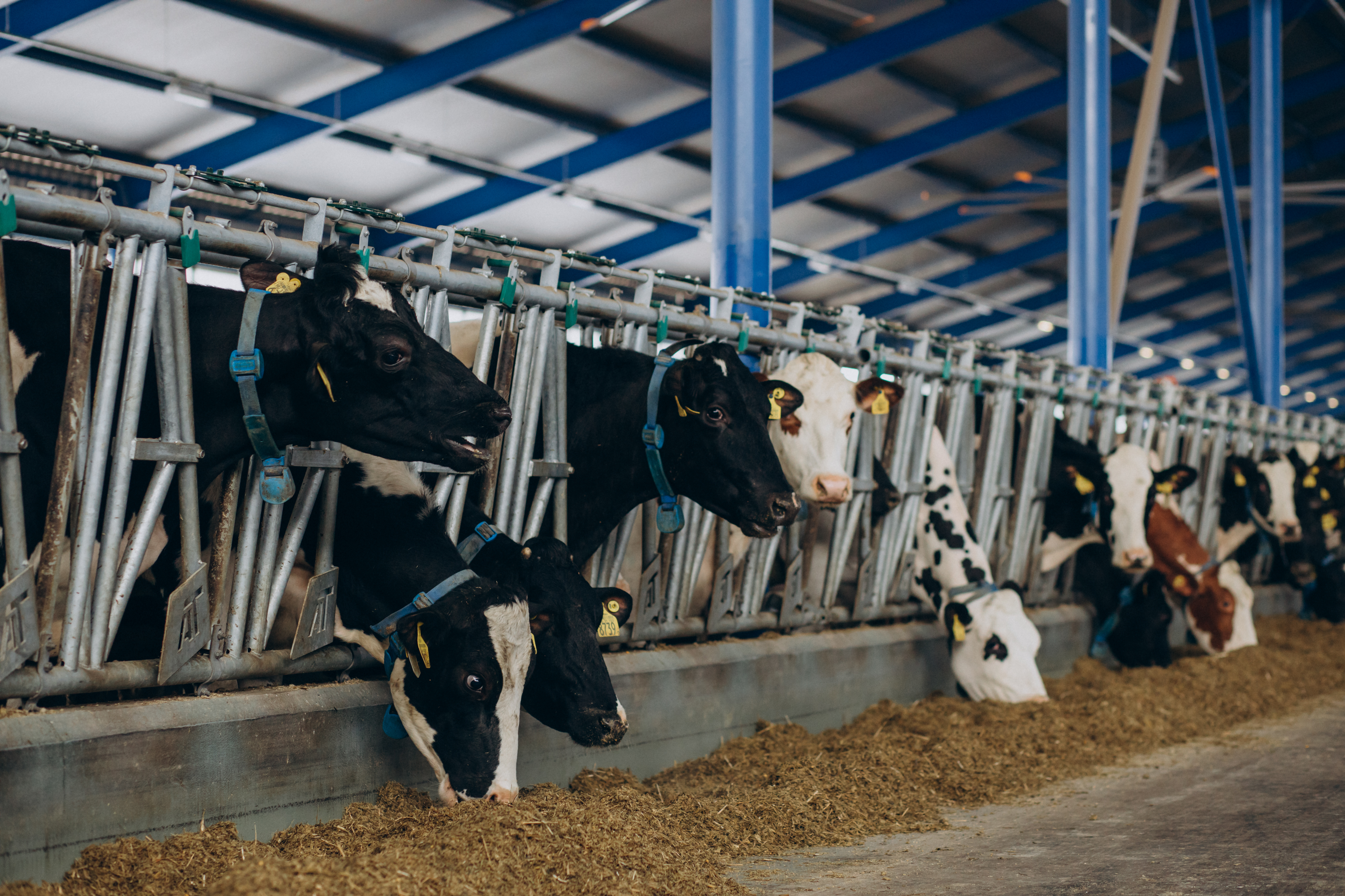 Dari Peternakan ke Gelas: Begini Perjalanan Ultra Milk Sebelum Sampai ke Tanganmu